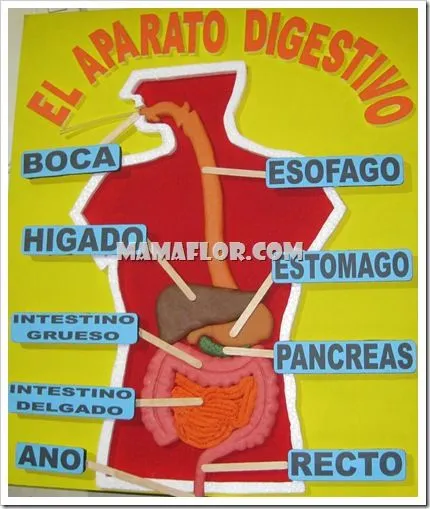 Como hacer Maqueta del Aparato Digestivo - Manualidades MamaFlor Como hacer Maqueta del Aparato Digestivo - Manualidades MamaFlor
