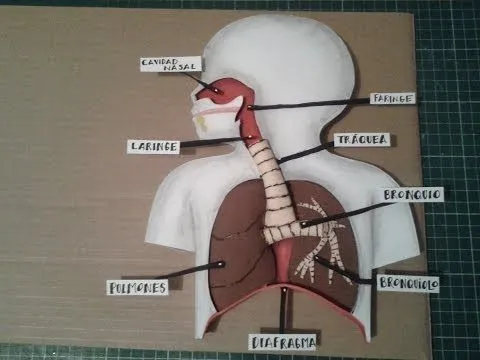 Como Hacer Maqueta Aparato Respiratorio 1 - YouTube Como Hacer Maqueta Aparato Respiratorio 1 - YouTube