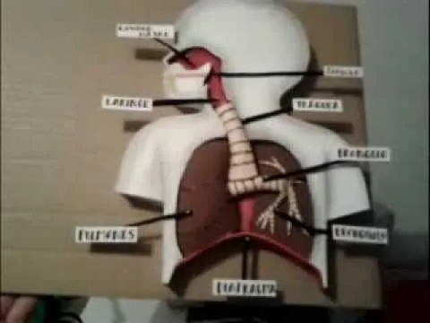 Como Hacer Maqueta Aparato Respiratorio 3 - YouTube Como Hacer Maqueta Aparato Respiratorio 3 - YouTube