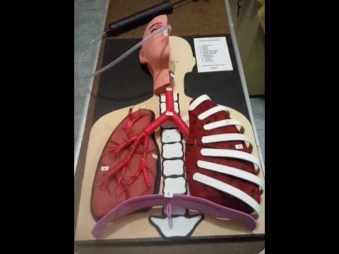 Como Hacer Maqueta Aparato Respiratorio - Youtube Downloader mp3 Como Hacer Maqueta Aparato Respiratorio - Youtube Downloader mp3