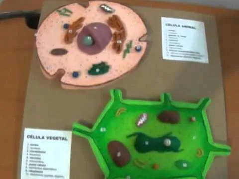 Maqueta de Células - YouTube