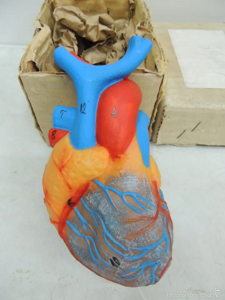 maqueta de corazón humano para estudiantes de m - Comprar ... maqueta de corazón humano para estudiantes de m - Comprar ...