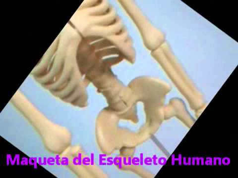 maqueta esqueleto - YouTube