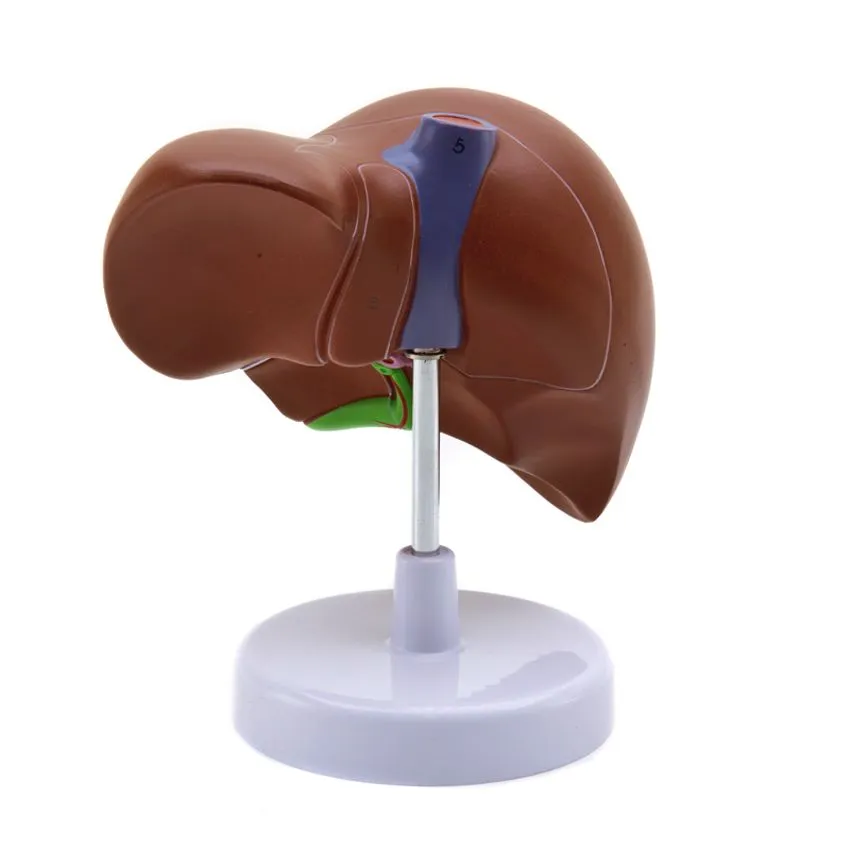 Maqueta de Hígado – Playwork