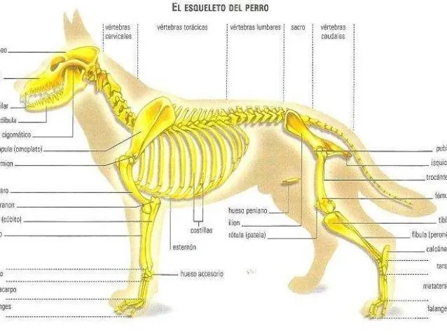 maqueta-parte-del-cuerpo-2-638 ...