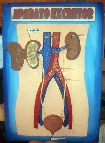 Como hacer una maqueta del sistema circulatorio funcional - Imagui