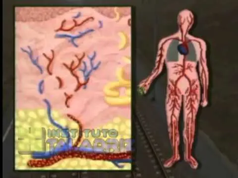 Maqueta del sistema inmunologico - Imagui