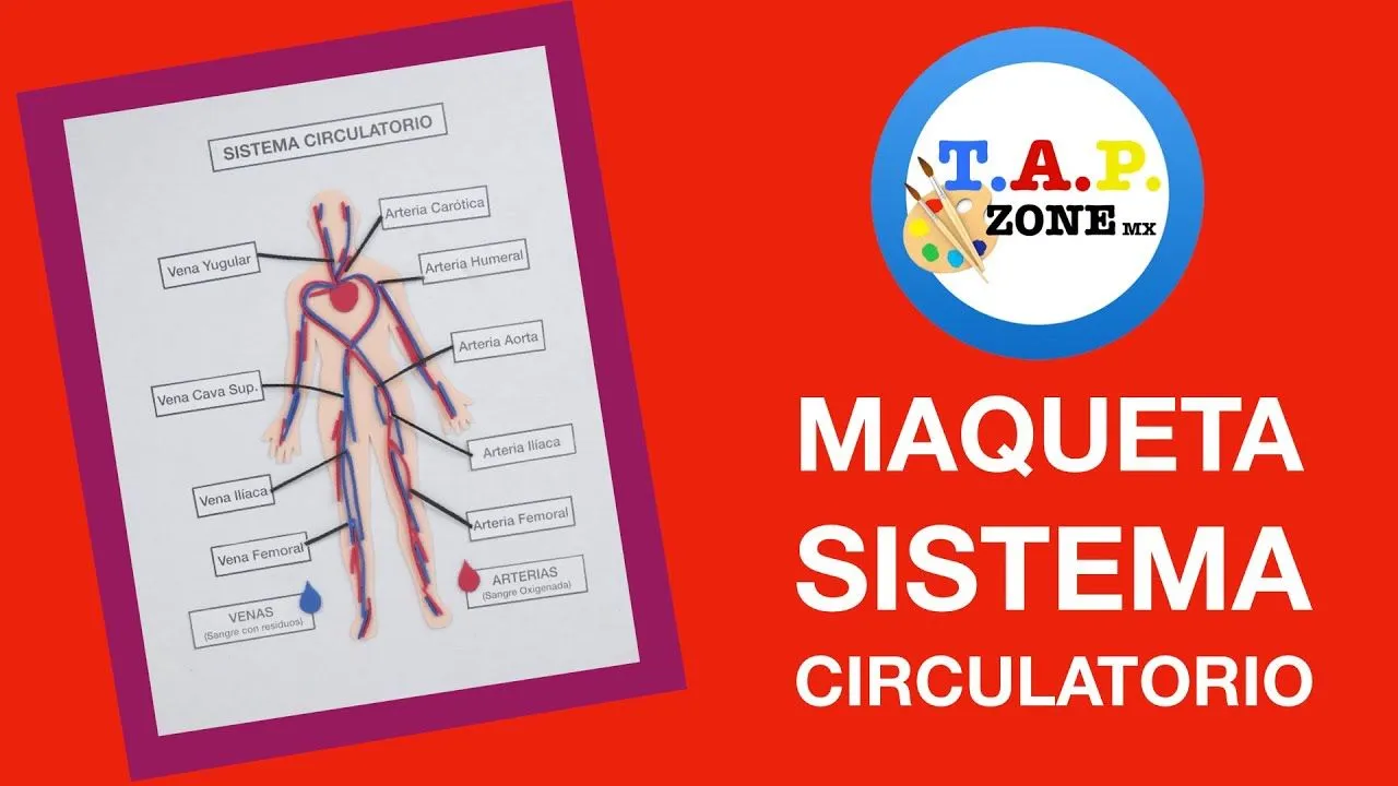 Como hacer la Maqueta del Sistema Circulatorio - TAP ZONE Mx - YouTube Como hacer la Maqueta del Sistema Circulatorio - TAP ZONE Mx - YouTube