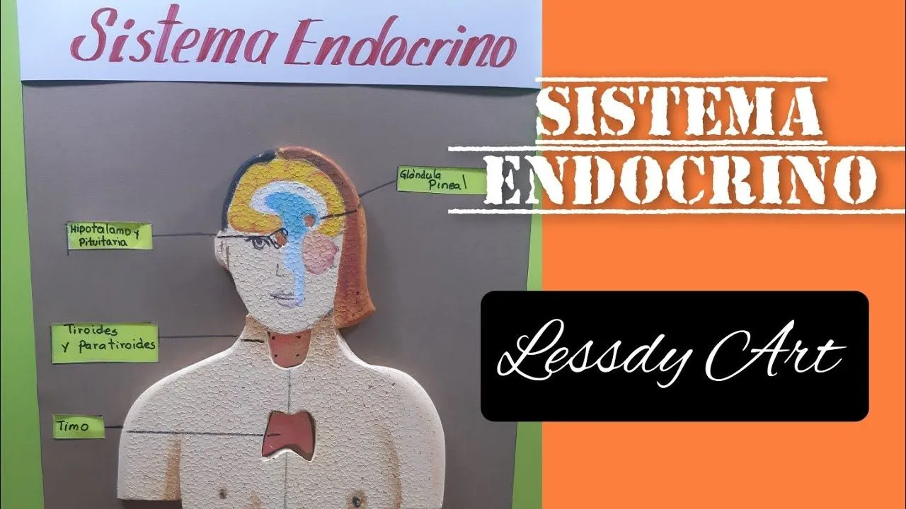 como hacer una maqueta del sistema endocrino | Maqueta del sistema endocrino, Sistema endocrino, Maquetas como hacer una maqueta del sistema endocrino | Maqueta del sistema endocrino, Sistema endocrino, Maquetas