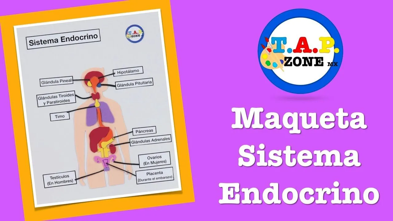 Maqueta del Sistema Endocrino - TAP ZONE Mx - YouTube Maqueta del Sistema Endocrino - TAP ZONE Mx - YouTube