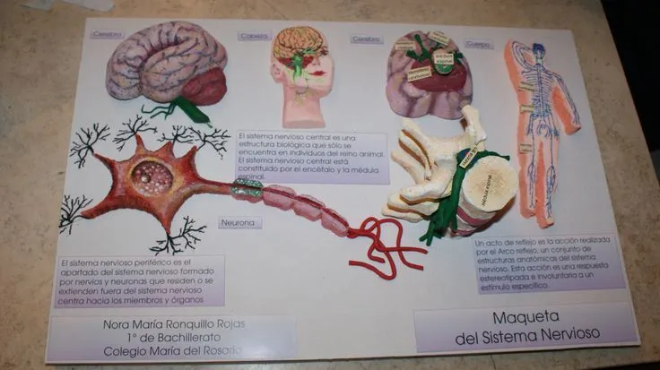Maqueta del Sistema Nervioso. Realizada en base de Cartón ... Maqueta del Sistema Nervioso. Realizada en base de Cartón ...