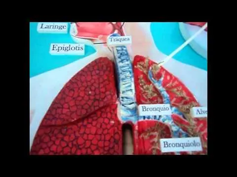 MAQUETA SISTEMA RESPIRATORIO - YouTube