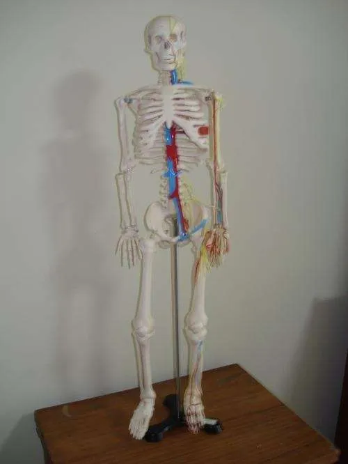 Maquetas de anatomia - Lima, Perú - Otros Artículos