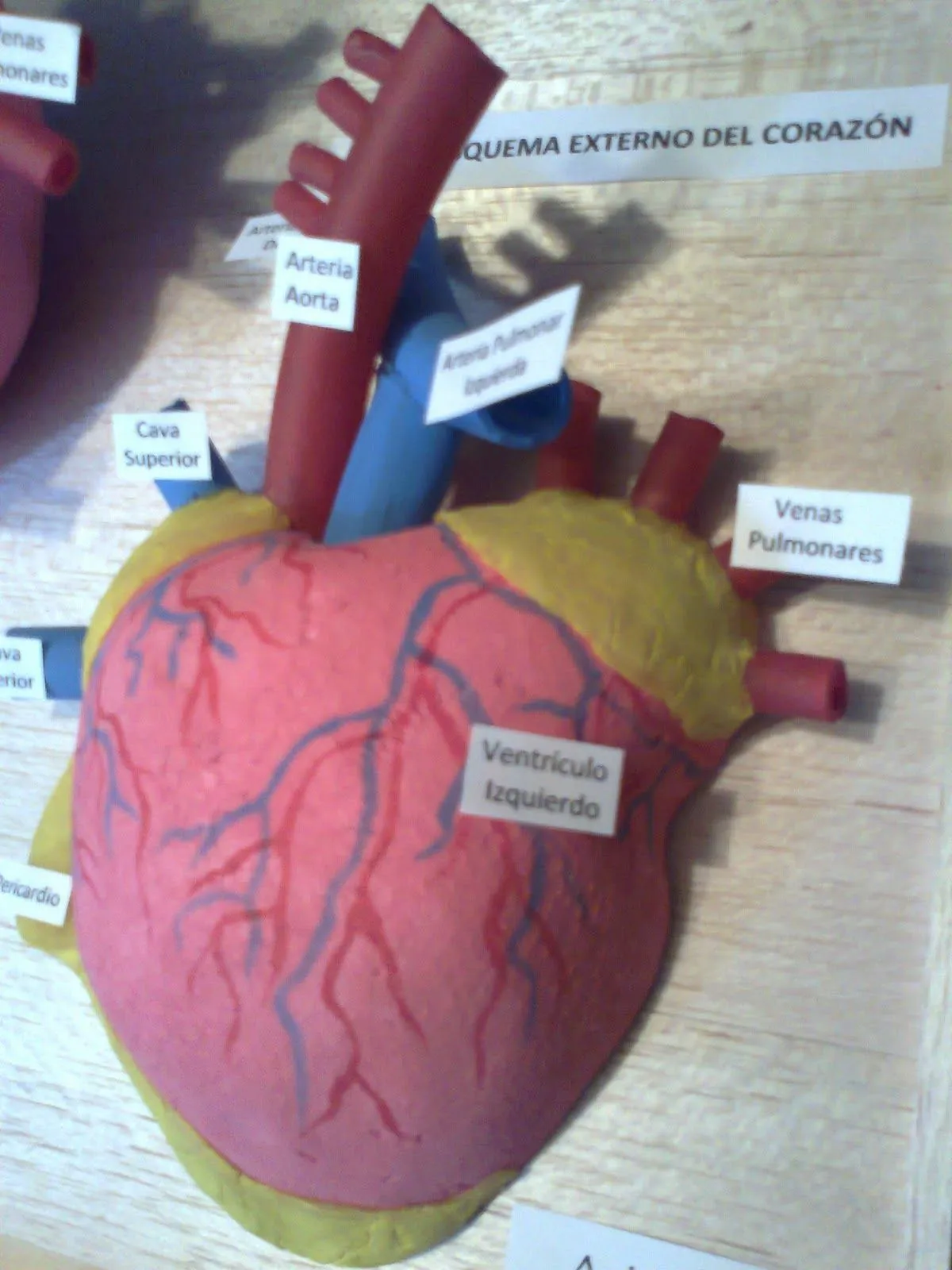 Maquetas y arte: Esquema interno y externo del corazón Maquetas y arte: Esquema interno y externo del corazón