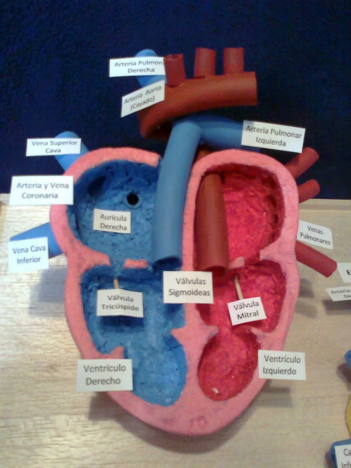 Maquetas y arte: Esquema interno y externo del corazón Maquetas y arte: Esquema interno y externo del corazón