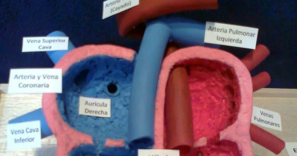 Maquetas y arte: Esquema interno y externo del corazón Maquetas y arte: Esquema interno y externo del corazón
