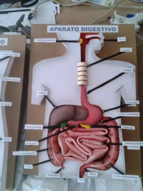 MAQUETAS, DIBUJOS Y DISEÑOS: APARATO DIGESTIVO MAQUETA