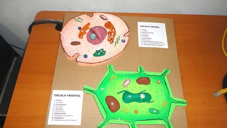 MAQUETAS, DIBUJOS Y DISEÑOS: Biología | maquetas escolares ... MAQUETAS, DIBUJOS Y DISEÑOS: Biología | maquetas escolares ...