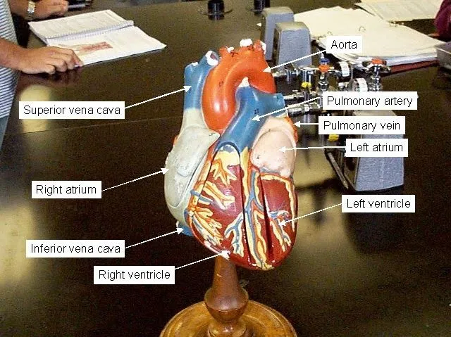 Como Hacer Maquetas: Maqueta del Sistema Circulatorio Descúbrelo ...