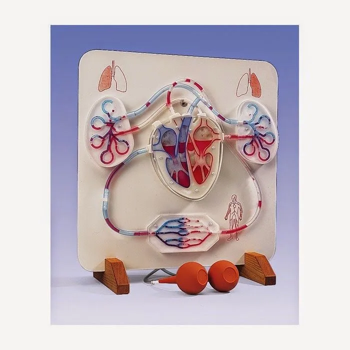Como Hacer Maquetas: Maqueta del Sistema Circulatorio Descúbrelo ...