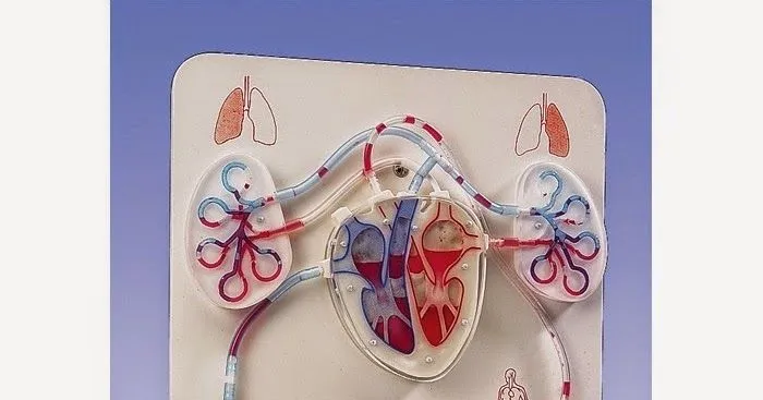 Como Hacer Maquetas: Maqueta del Sistema Circulatorio Descúbrelo ...