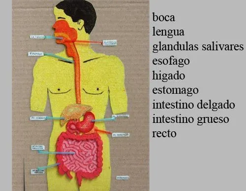 Como Hacer Maquetas: COMO HACER LA MAQUETA DEL SISTEMA DIGESTIVO