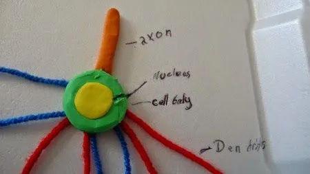 Como Hacer Maquetas: Maqueta del Sistema Nervioso Aquí esta! Como Hacer Maquetas: Maqueta del Sistema Nervioso Aquí esta!