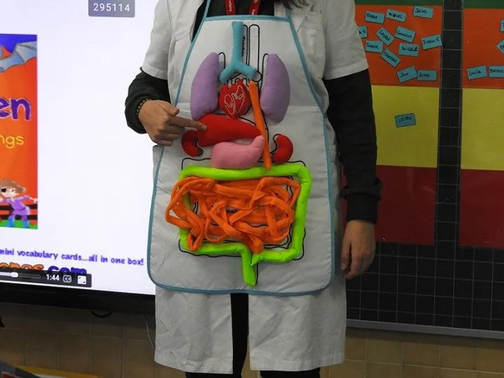 Maquetas y modelos escolares para trabajar el cuerpo humano – Imagenes Educativas Maquetas y modelos escolares para trabajar el cuerpo humano – Imagenes Educativas