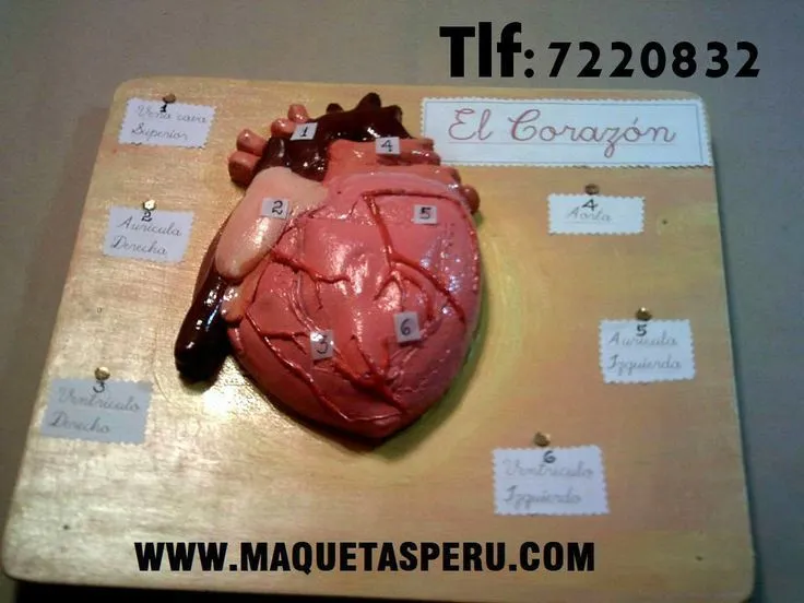 maquetas de los sistemas digestivo,respiratorio,circulatorio y ...