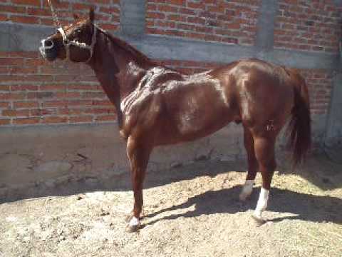 MAQUILAS DE CABALLOS RANCHO LA ALEGRIA EN DEGOLLADO JALISCO MEXICO ... MAQUILAS DE CABALLOS RANCHO LA ALEGRIA EN DEGOLLADO JALISCO MEXICO ...