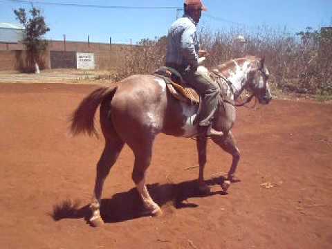 MAQUILAS DE CABALLOS EN RANCHO LA ALEGRIA DEGOLLADO JALISCO MEX ...