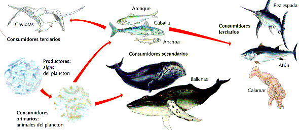 Mar Cantábrico: ECOLOGÍA: Ecosistemas marinos