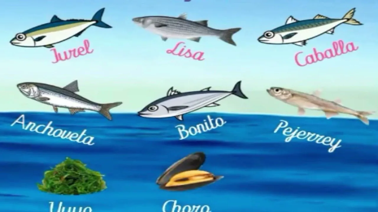 MAR PERUANO (características flora y fauna) - YouTube MAR PERUANO (características flora y fauna) - YouTube