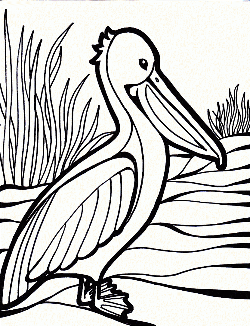 La Chachipedia: Dibujos para colorear pelícanos La Chachipedia: Dibujos para colorear pelícanos