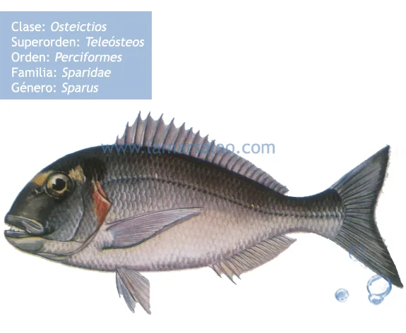 La Mar Salao: Peces de mar: La dorada