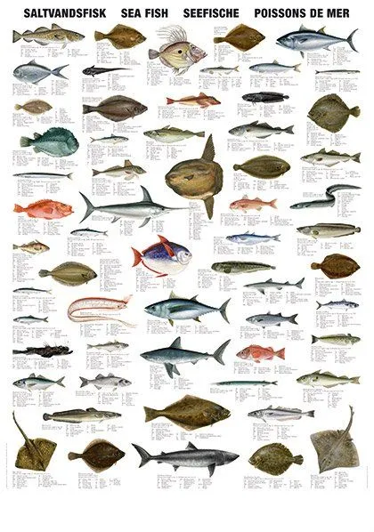 Pescado tipos - Imagui