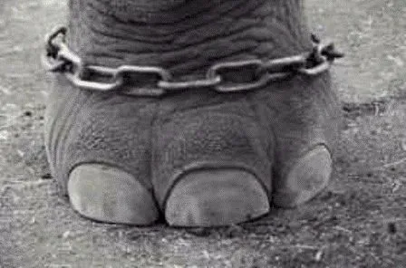 Maravilla Animal