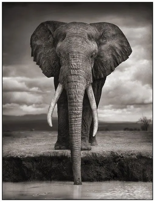 Maravillosas fotografías de animales africanos en blanco y negro ... Maravillosas fotografías de animales africanos en blanco y negro ...
