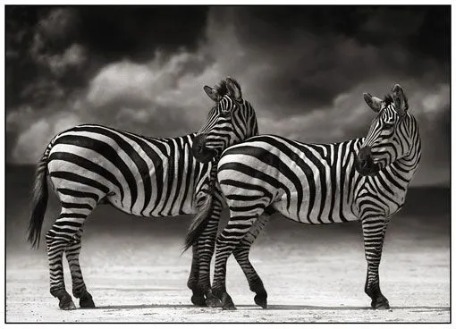 Maravillosas fotografías de animales africanos en blanco y negro ... Maravillosas fotografías de animales africanos en blanco y negro ...