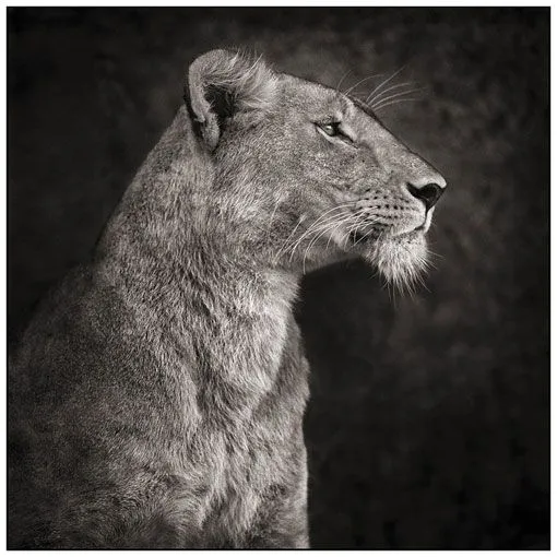 Maravillosas fotografías de animales africanos en blanco y negro ... Maravillosas fotografías de animales africanos en blanco y negro ...