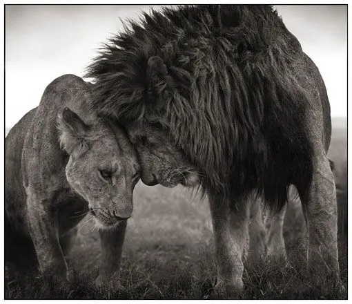 Maravillosas fotografías de animales africanos en blanco y negro ...