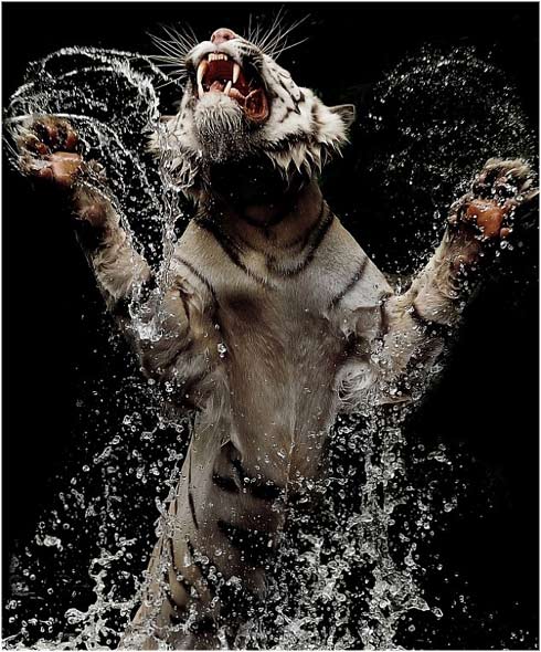 Maravillosas fotografías de un tigre de bengala blanco | LaReserva Maravillosas fotografías de un tigre de bengala blanco | LaReserva