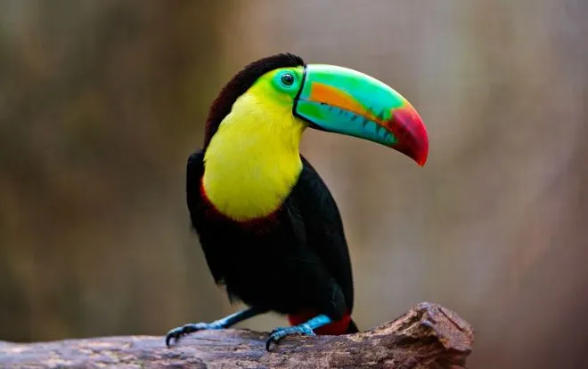 Maravillosos pájaros de colores exóticos | MolaunHuevo Maravillosos pájaros de colores exóticos | MolaunHuevo