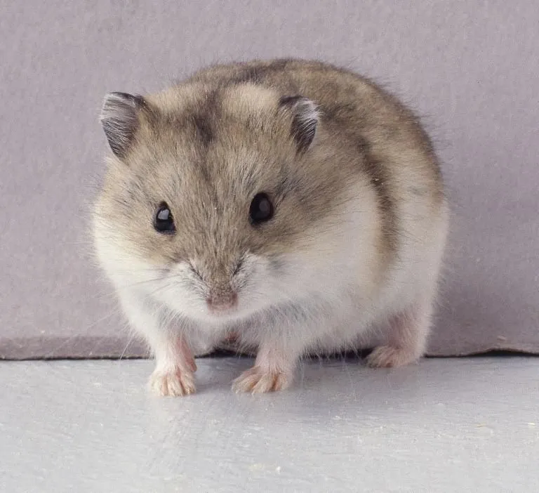 Hamster chino - Imagui