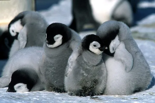 La marcha de los pingüinos | Blogodisea