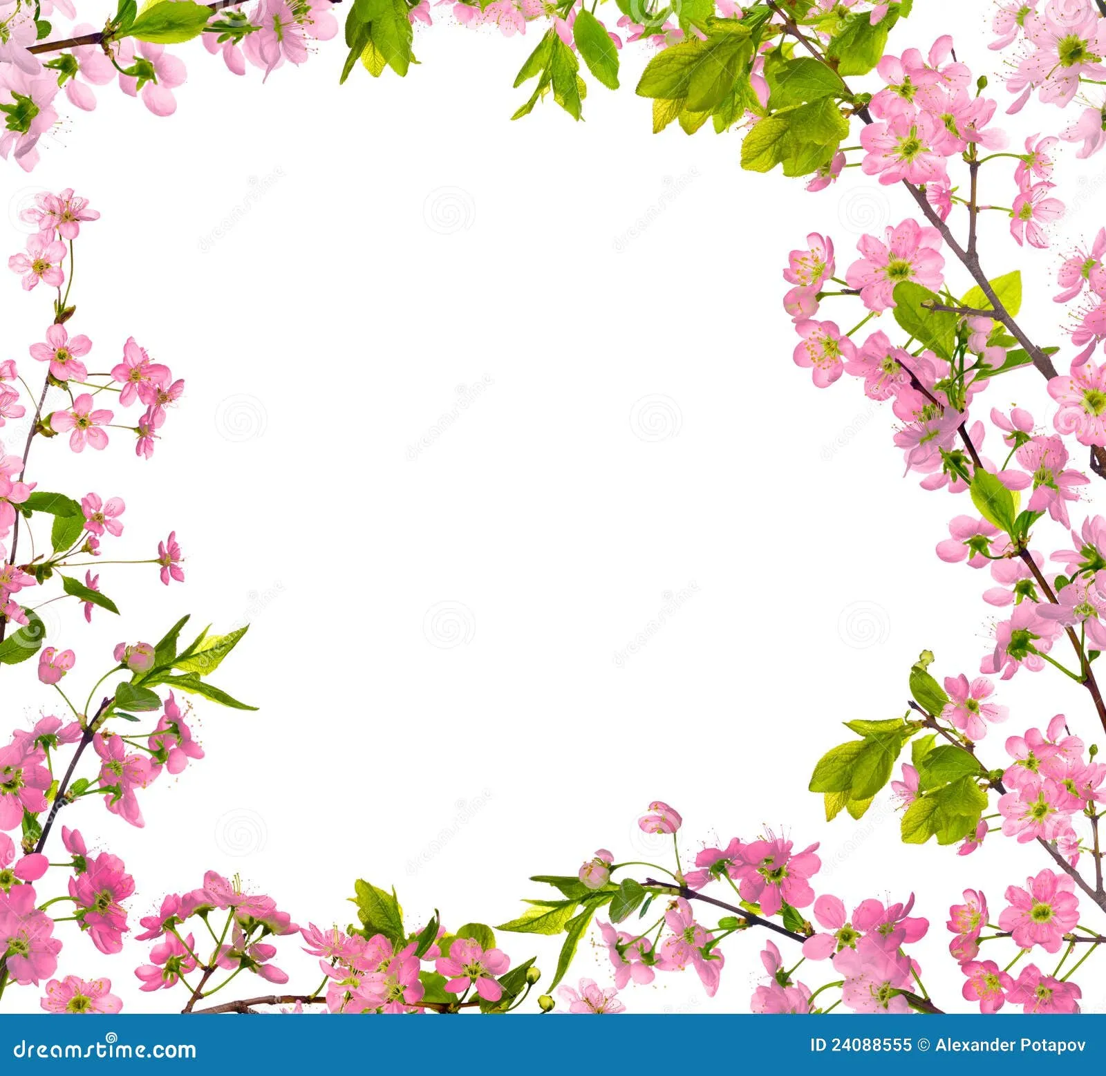 Marco Aislado Flores Rosadas Del Cerezo Foto de archivo libre de ... Marco Aislado Flores Rosadas Del Cerezo Foto de archivo libre de ...