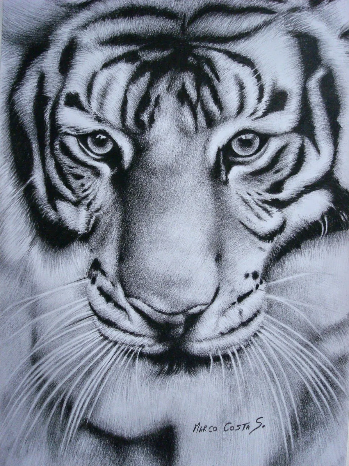 Marco Costa Artista Visual: Dibujo de Tigre de Bengala Marco Costa Artista Visual: Dibujo de Tigre de Bengala