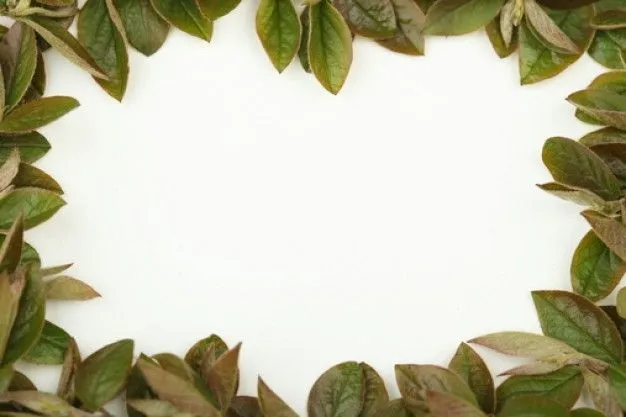 Marcos y bordes: Marcos y bordes de árboles