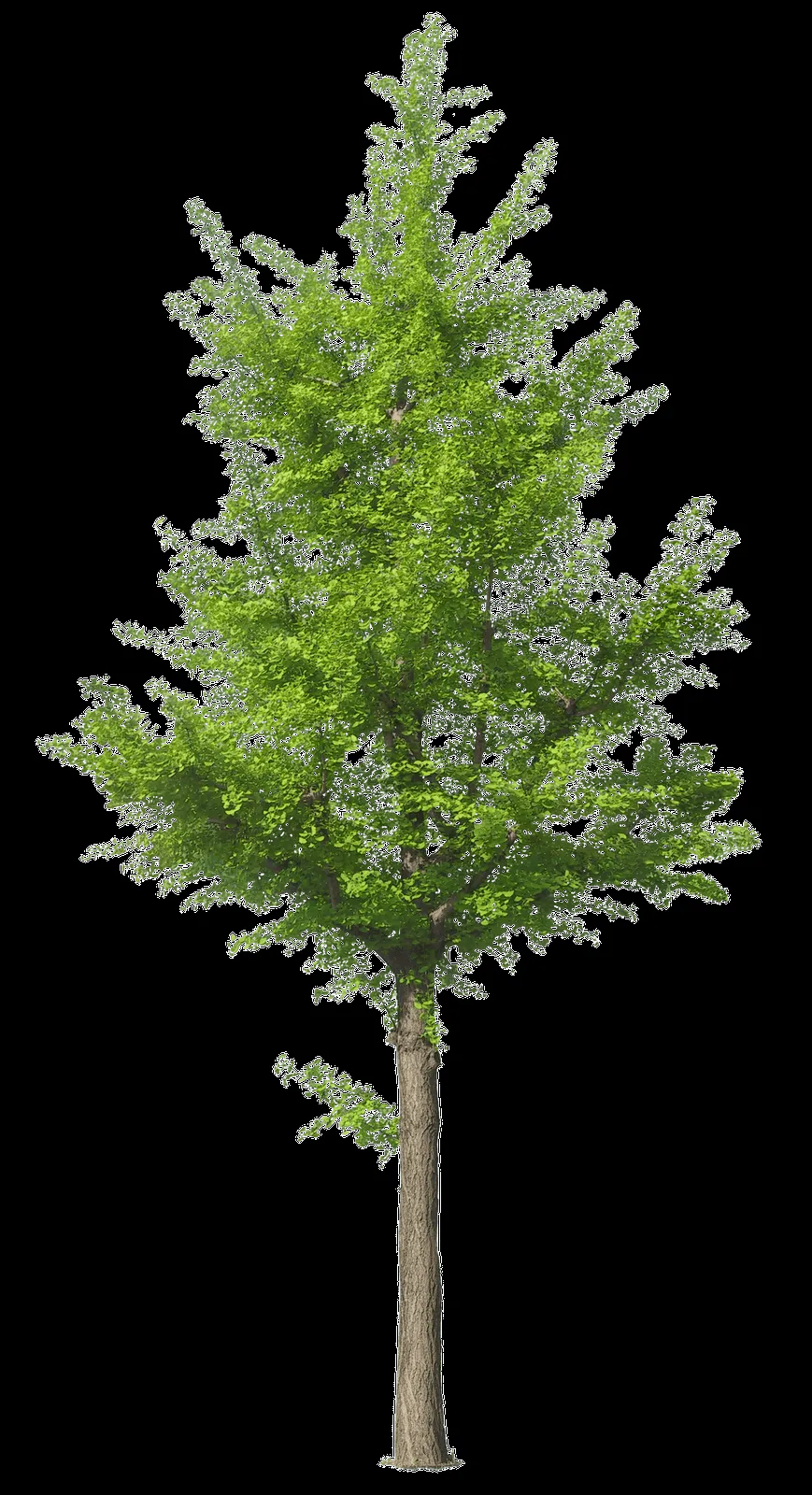 MARCOS PARA FOTOS, MARCOSSCRAP: ARBOLES, JARDINES Y PALMERAS PNG MARCOS PARA FOTOS, MARCOSSCRAP: ARBOLES, JARDINES Y PALMERAS PNG