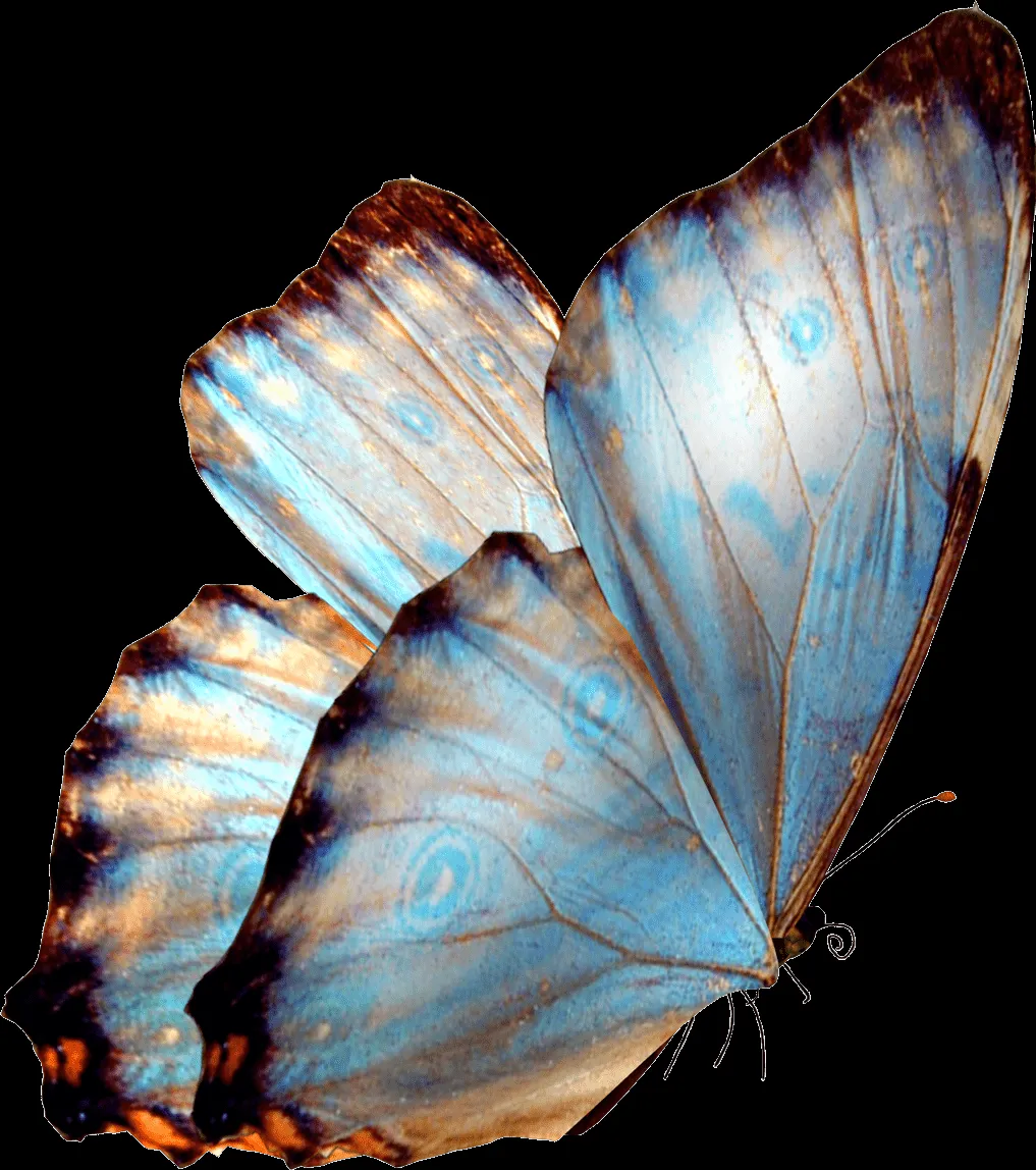 MARCOS PARA FOTOS, MARCOSSCRAP: MARIPOSAS PNG